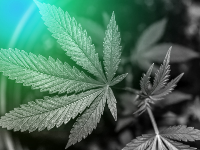 New Jersey Cannabis Legislation Provides Significant Employee Protections: Part I